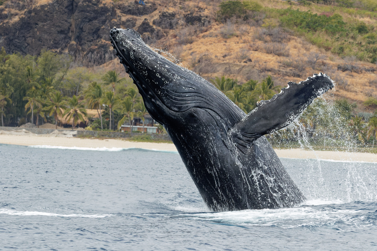 Baleines à bosse — Observation juin à octobre